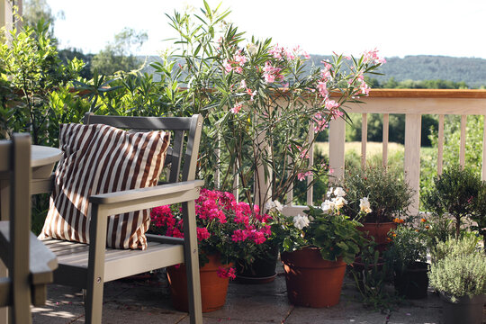 Outdoor Terrace with Wooden Garden Chair. Colorful Potted Geranium, Oleander Flowers. Blooming Plants, Herbs. Relaxing Patio Balcony, Summer Home Garden, Peaceful Outdoor Living Space