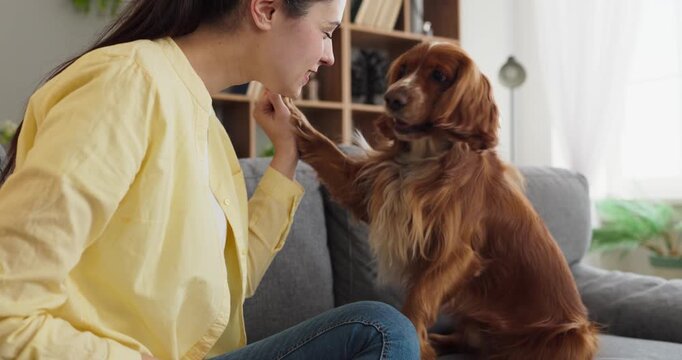 Woman and spaniel dog training paw trick. Friendly owner guides simple behavior at home on a soft couch, capturing playful interaction, focus and patience. Concept is pet training and bond.