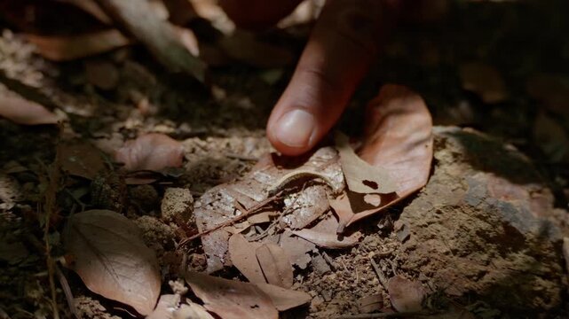 4K macro footage of a rare Brookesia minima minute leaf chameleon camouflaged on the forest floor in Lokobe National Park Madagascar.