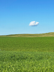 Obraz premium A green field with fresh May spring grass and a small cloud in the blue sky. A minimalist summer landscape without unnecessary details, a background for text.