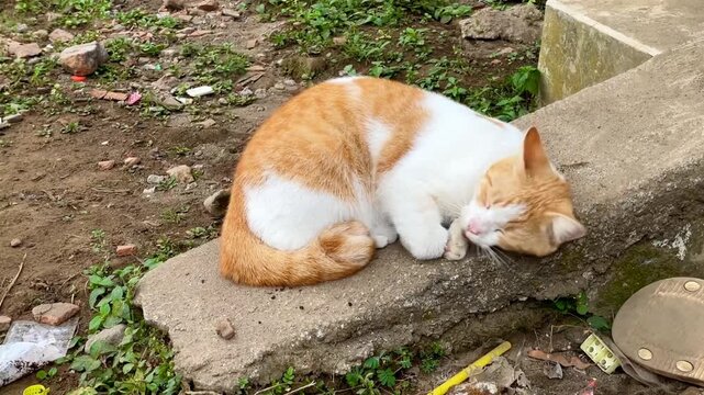 Cute Orange and White Cat Resting on a Concrete Step Outdoors