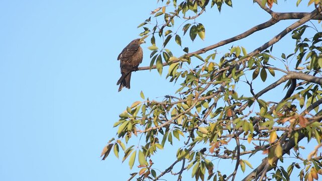 A low-angle daytime shot capturing a Black Kite (Milvus migrans) sitting quietly on a leafy tree branch. The bird turns its head, stays alert, and then suddenly spreads its wings to fly away,