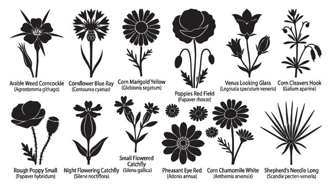 Arable weed and cornfield flower silhouettes with scientific names.