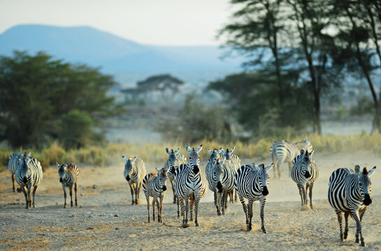 Kenya, Amboseli National Park, zebras running in the dust