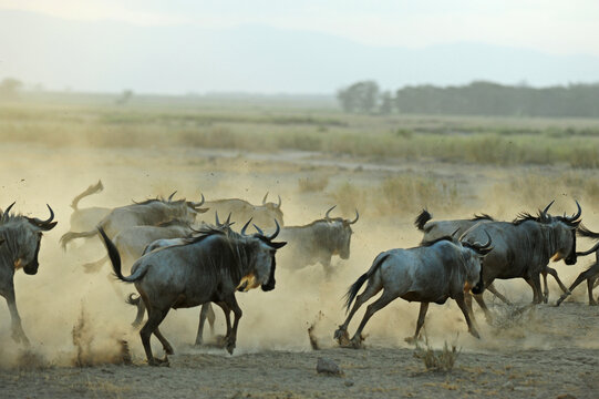 Kenya, Amboseli National Park,
