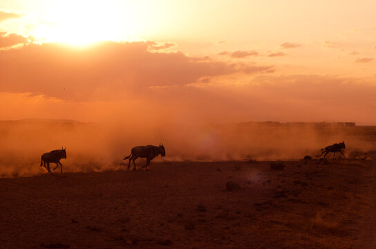 Kenya, Amboseli National Park, wildebeest running in the dust at sunset