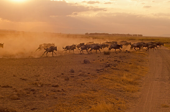 Kenya, Amboseli National Park, wildebeest running in the dust at sunset
