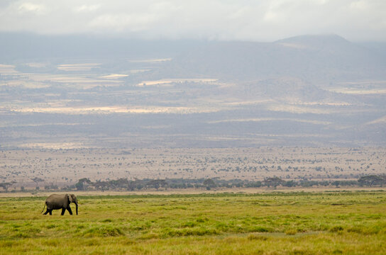 Kenya, Amboseli National Park, lonely elephant with the Kilimanjaro in backdrop