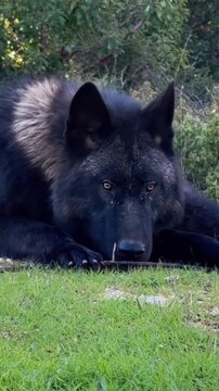 Majestic black wolf resting on green grass while chewing a wooden stick in motion video footage