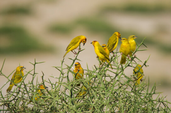 Kenya, Amboseli National Park, Yellow canary or weaver
