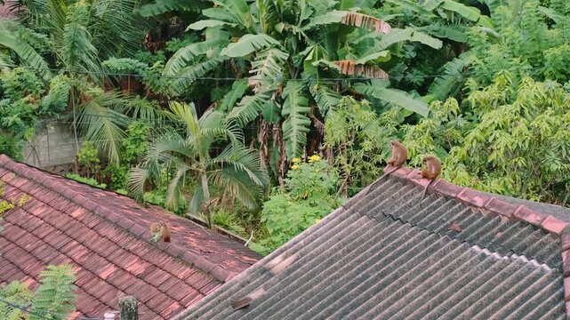 Monkeys sit and groom themselves on two tiled roofs surrounded by dense jungle with palm trees and electric wires overhead during daytime.