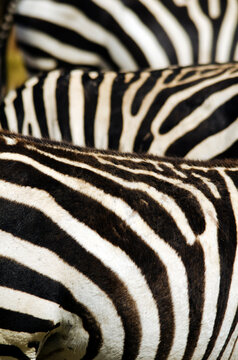Kenya, Amboseli National Park, close up on zebra stripes