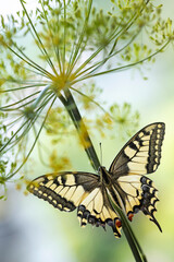 Piękny motyl paź królowej (Papilio machaon) siedzący na łodydze kwitnącego kopru. © mycatherina
