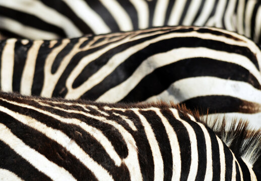 Kenya, Amboseli National Park, close up on zebra stripes
