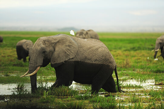 Kenya, Amboseli National Park, elephants in wet grassland in cloudy weather