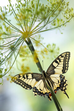 Piękny motyl paź kr&oacute;lowej (Papilio machaon) siedzący na łodydze kwitnącego kopru.