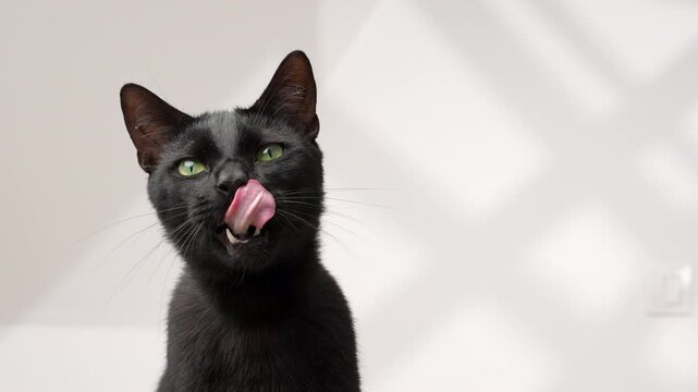 Hungry Black cat looking at camera expectantly waiting for cat food or treats and licking it&rsquo;s mouth