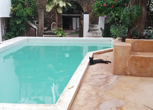 Kenya, Lamu archipelago, Lamu, black cat by the pool in traditional house