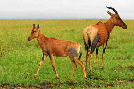 Kenya, Masai Mara, Hartebeest (Alcelaphus buselaphus) in the savannah