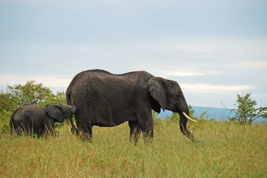 Kenya, Masai Mara, mother and baby elephant