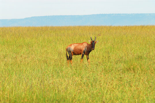 Kenya, Masai Mara, Hartebeest (Alcelaphus buselaphus) in the savannah