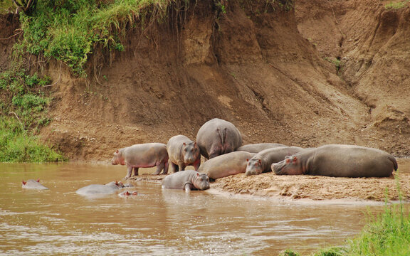 Kenya, Masai Mara, Pod of Hippopotamus (Hippopotamus amphibius) in the Mara river water