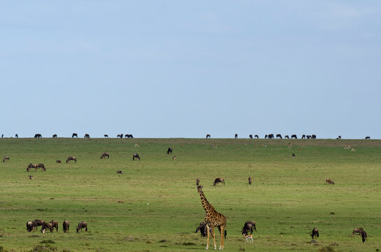 Kenya, Masai Mara National Reserve, giraffe and wildebeests in the plain