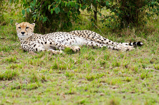 Kenya, Masai Mara National Reserve, cheetah lying and resting