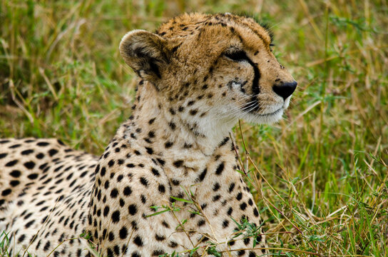 Kenya, Masai Mara National Reserve, cheetah alert in the savanna ready to chase for a kill