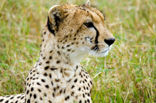Kenya, Masai Mara National Reserve, cheetah alert in the savanna ready to chase for a kill