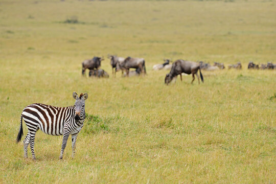 Kenya, Masai Mara National Reserve, zebra in the grasslands and wildebeest in the back