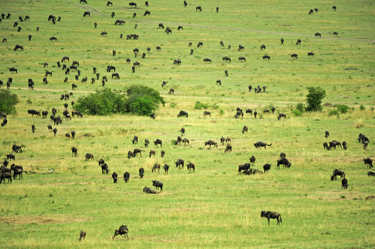 Kenya, Masai Mara National Reserve, thousands of wildebeest preparing of the migration