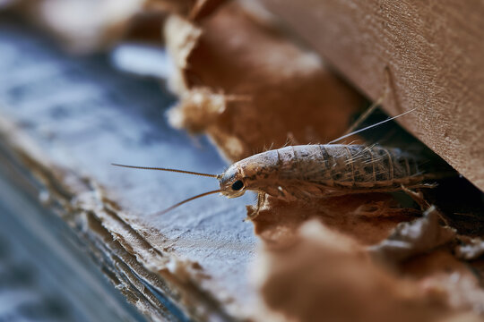 Silverfish crawling near old books in a dusty space highlighting pest control concerns and household insect issues