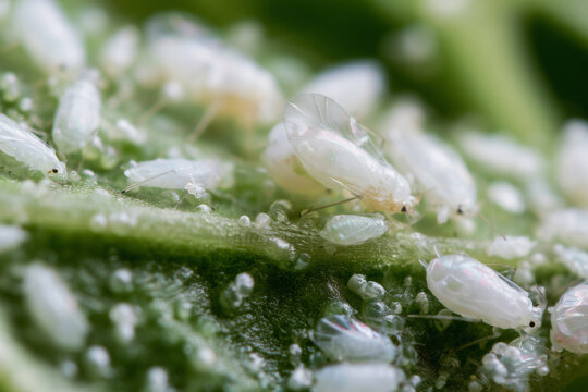 Close-up view of whiteflies on the underside of a green leaf shows details of these small insects in their natural habitat
