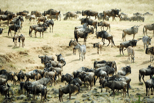 Kenya, Masai Mara National Reserve, zebras and wildebeests ready for the great migration