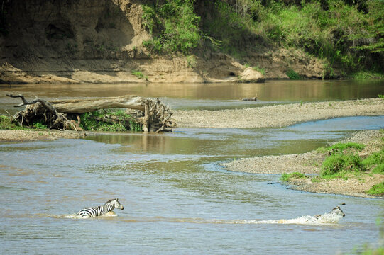 Kenya, Masai Mara National Reserve, zebra crossing the river for migration
