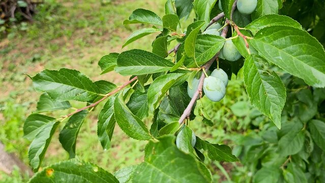 Close-up shot of green, unripe plums on a tree branch swaying gently in the wind under a bright summer sky.