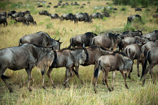 Kenya, Masai Mara National Reserve, wildebeest walking