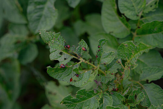 Several red Colorado potato beetle larvae on a heavily damaged green potato leaf