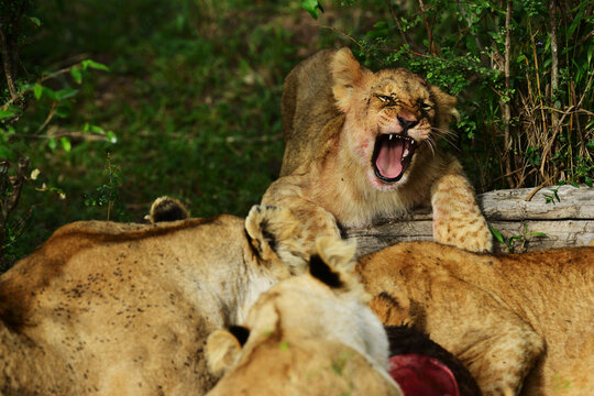 Kenya, Masai Mara National Reserve,