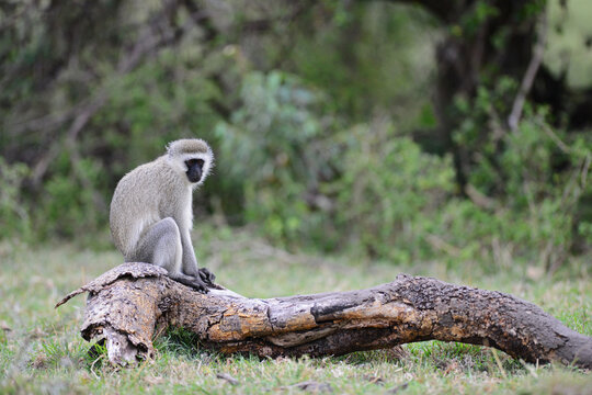 Kenya, Masai Mara National Reserve, monkey ( Chlorocebus pygerythrus) on tree