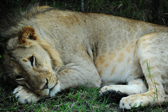 Kenya, Masai Mara National Reserve, portrait of male lion sleeping