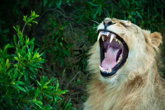 Kenya, Masai Mara National Reserve, male lion yawning