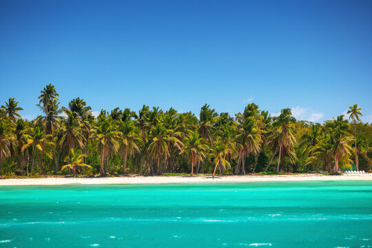 Tropical beach with turquoise sea water and coconut palm trees in Saona Island  Dominican republic