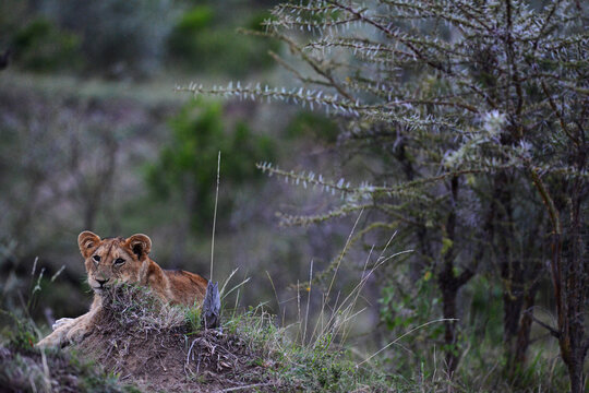 Kenya, Masai Mara National Reserve,