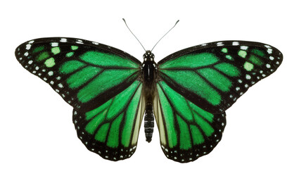 Isolated vibrant green butterfly with black and white spotted wings, elegant insect species © Francisco