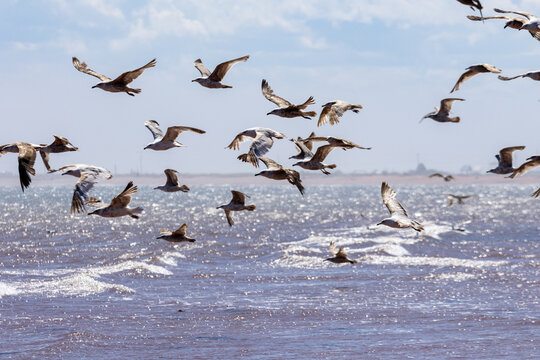 Gaspesie, Canada, 17 June 2026 : A large flock of seagulls flies over the sparkling ocean water under a bright sky