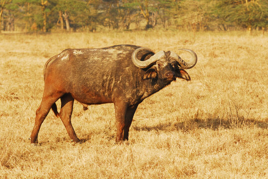Kenya, Nakuru, Lake Nakuru National Park, Cape Buffalo (Syncerus caffer) grazing