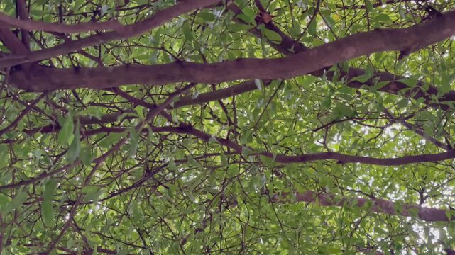 Branches and young shoots of Ivory Coast almond or Black afara, stock footage