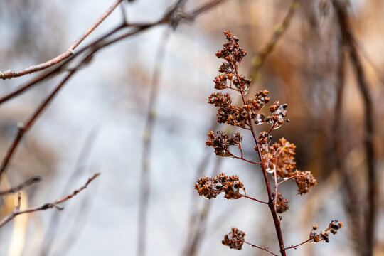 La Tuque, Quebec, 14 May 2026 : Close-up view of a dried plant with water droplets clinging to its brown seed heads and branches